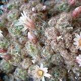 Mammillaria prolifera cv Hardy JLcoll.2908.jpg